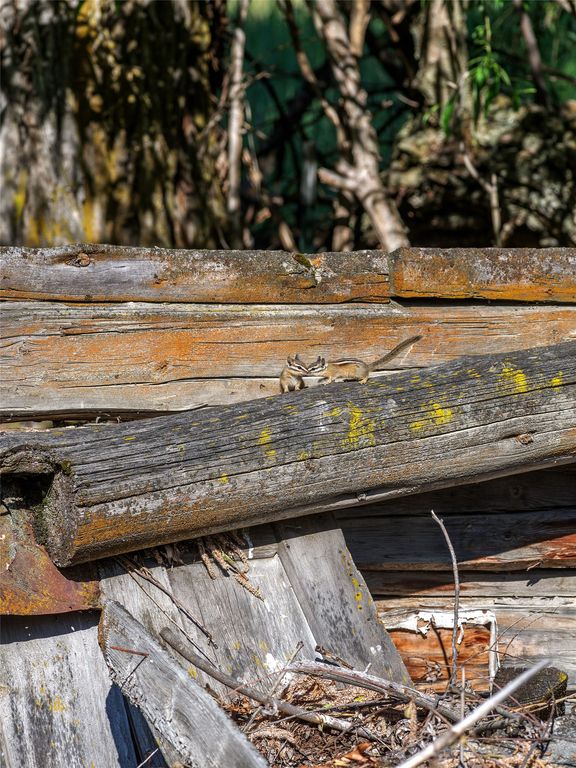 2519 Old Darby Road, Darby, MT 59829 photo 27