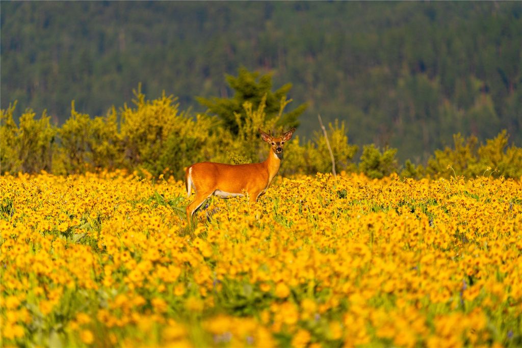 2519 Old Darby Road, Darby, MT 59829 photo 8
