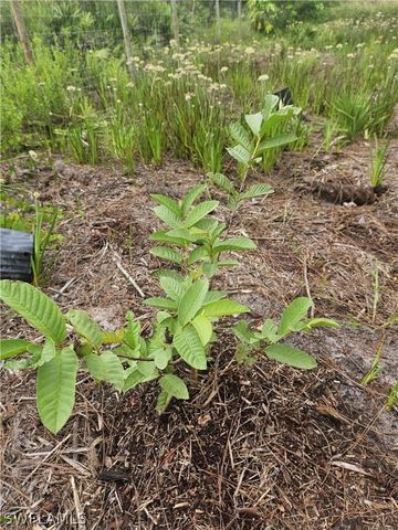 5833 Stewart LN, Labelle, FL 33935