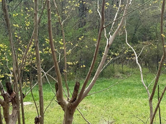 223 Polk Road 136, Cove, AR 71937