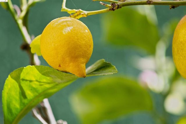 33 Ramona Ave, Oakland, CA 94611