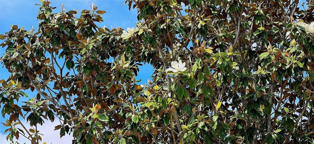 13212 SOCIAL LANE, Winter Garden, FL 34787