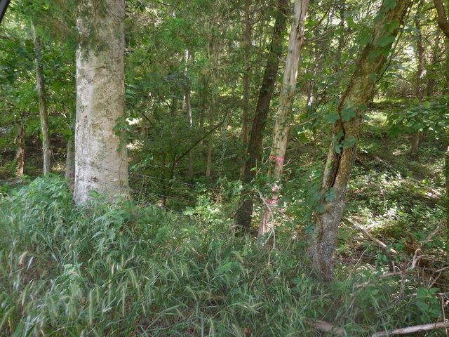 0 Flynns Lick Lane, Gainesboro, TN 38562