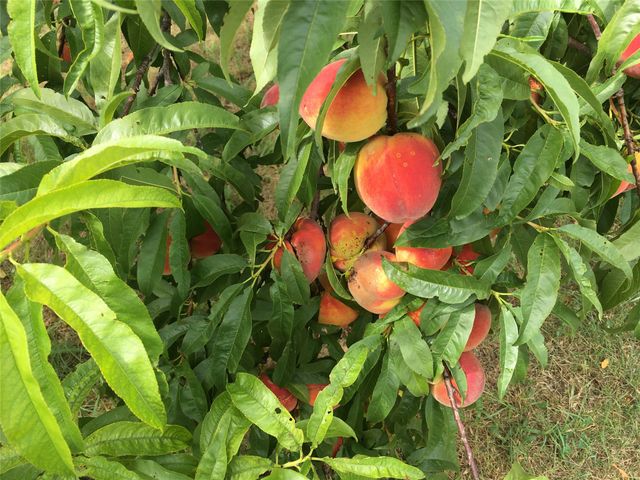 1642 County Road 234, Hico, TX 76457