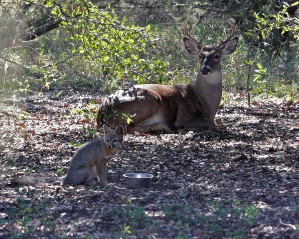 1642 County Road 234, Hico, TX 76457