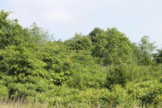 0 Chestnut Street, Aurora, MO 65605