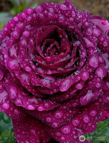 30028 51st Court S, Auburn, WA 98001