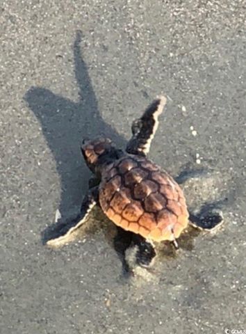 81 Ocean Green Dr., Georgetown, SC 29440