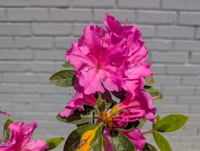 529 Orindo Drive, Durham, NC 27713