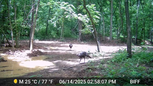 2219A Mack Benderman Rd, Culleoka, TN 38451