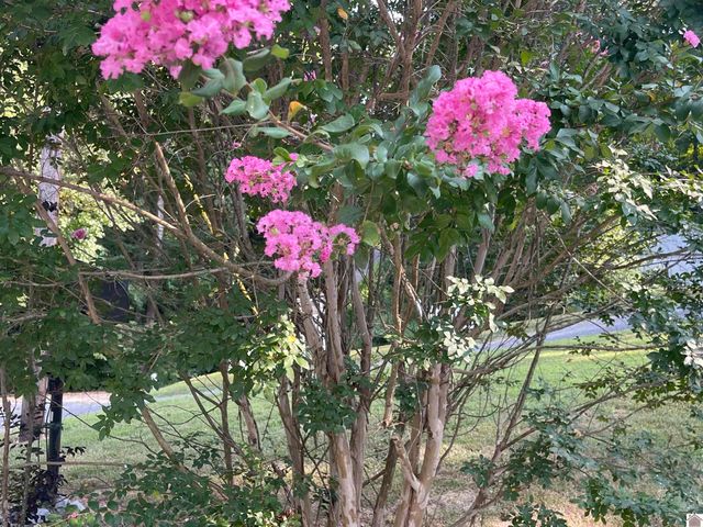 262 Jeopardy Ln # 7, Cadiz, KY 42211