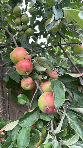 1013 233rd Place NE, Sammamish, WA 98074