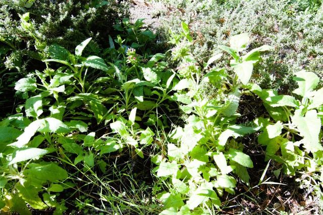 435 Tabor Drive, Scotts Valley, CA 95066