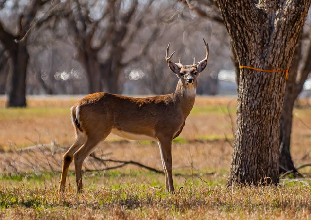 2167 E Landings N, Granbury, TX 76049