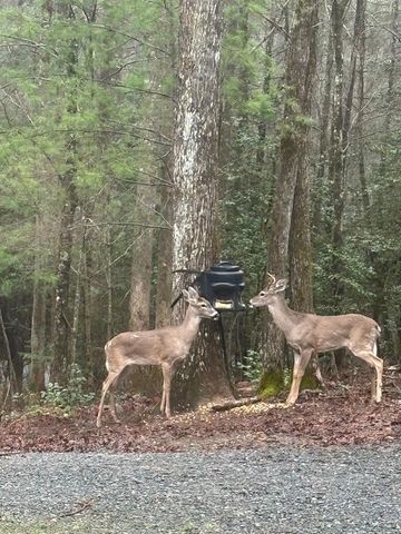 175 Mountain Springs Road, Ellijay, GA 30540