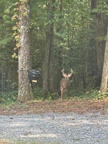 175 Mountain Springs Road, Ellijay, GA 30540