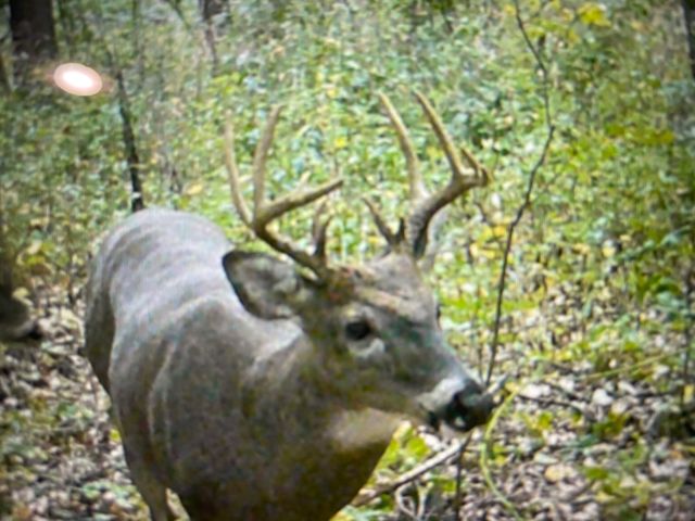 11265 E H J Avenue, Charleston Twp, MI 49053