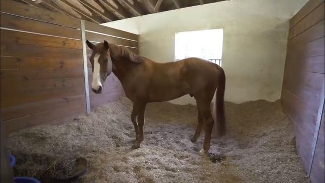 13346 Casey Road, Loxahatchee Groves, FL 33470