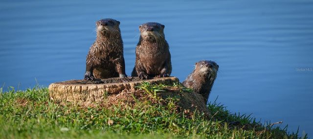 2396 MANGRUM DR, Dunedin, FL 34698