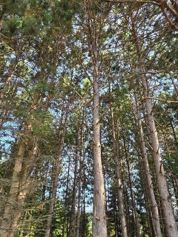 7202 21 Mile Road, Evart, MI 49631