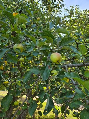 7202 21 Mile Road, Evart, MI 49631