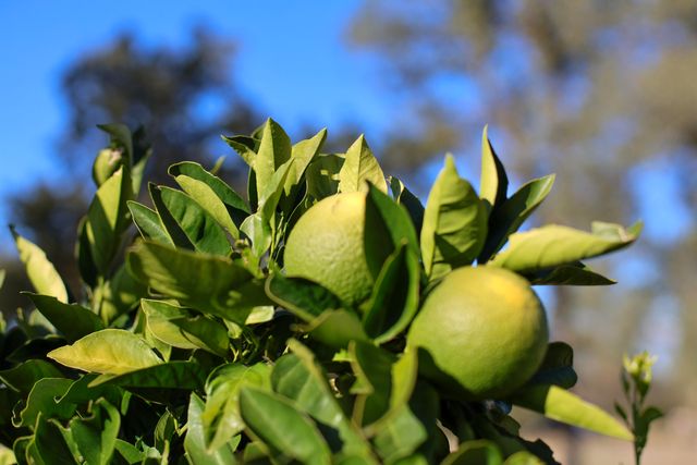 21089 Falling Leaf Road, Redding, CA 96003