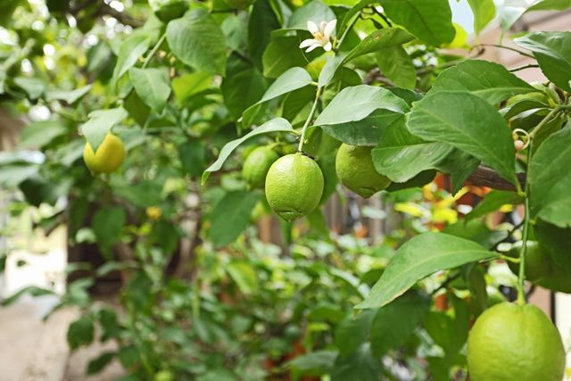 1536 Griffin Pt, Stockton, CA 95207