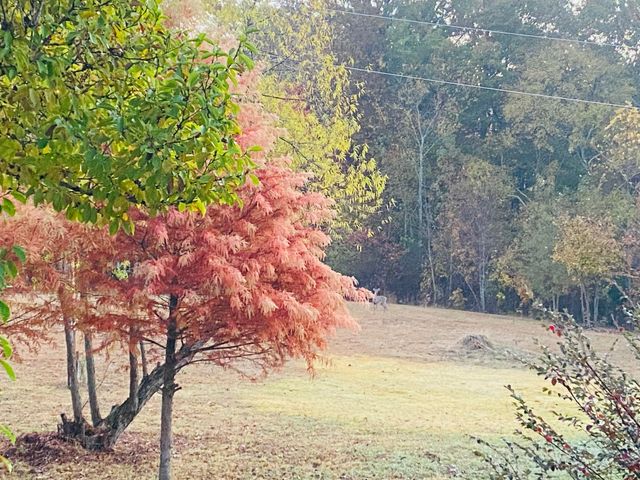 1751 County Road 50, Riceville, TN 37370