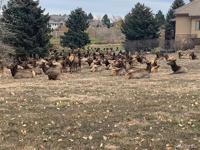 629 Deer Meadow Drive, Loveland, CO 80537