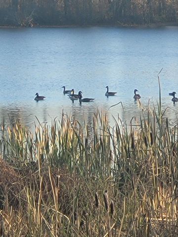 7458 Quailview Drive, Sunbury, OH 43074