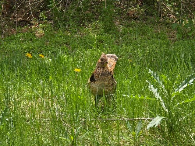 0 Lower Mudlic Rd, Redbank Twp, PA 16240