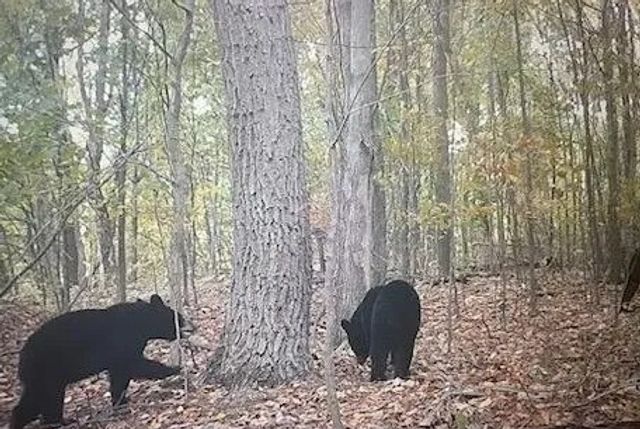 0 Lower Mudlic Rd, Redbank Twp, PA 16240