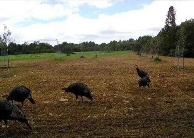 0 Lower Mudlic Rd, Redbank Twp, PA 16240