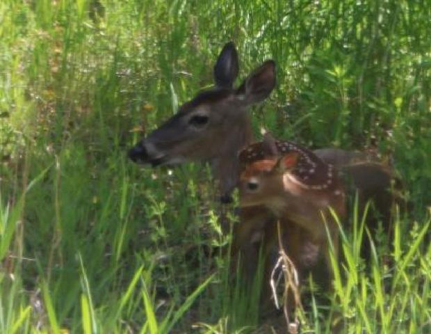 N10660 TOWER ROAD, Phillips, WI 54555