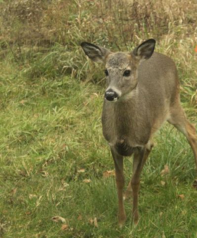 N10660 TOWER ROAD, Phillips, WI 54555