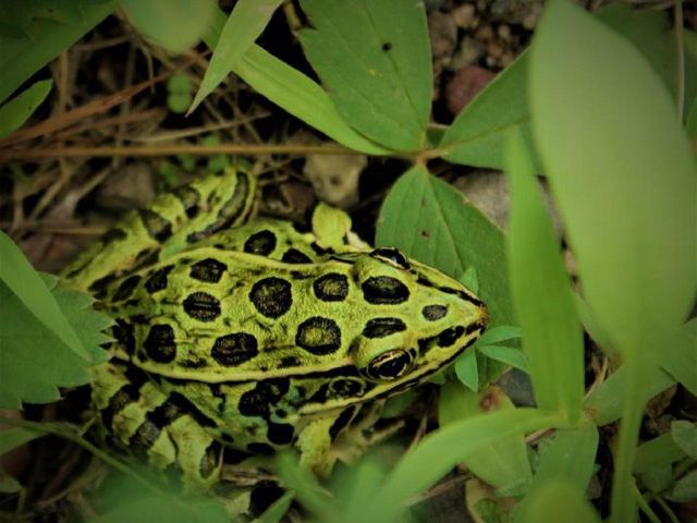 N10660 TOWER ROAD, Phillips, WI 54555