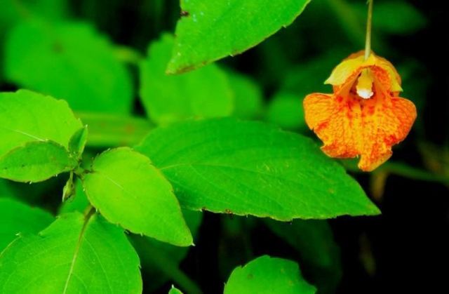 N10660 TOWER ROAD, Phillips, WI 54555