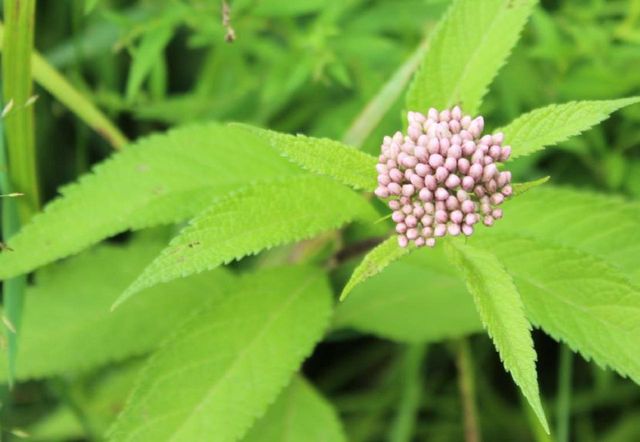 N10660 TOWER ROAD, Phillips, WI 54555