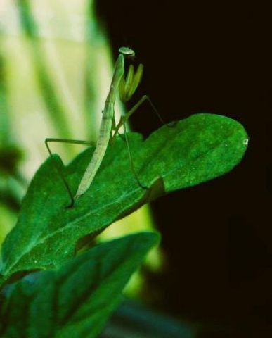 N10660 TOWER ROAD, Phillips, WI 54555