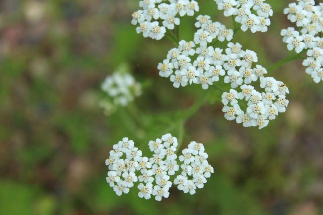 N10660 TOWER ROAD, Phillips, WI 54555