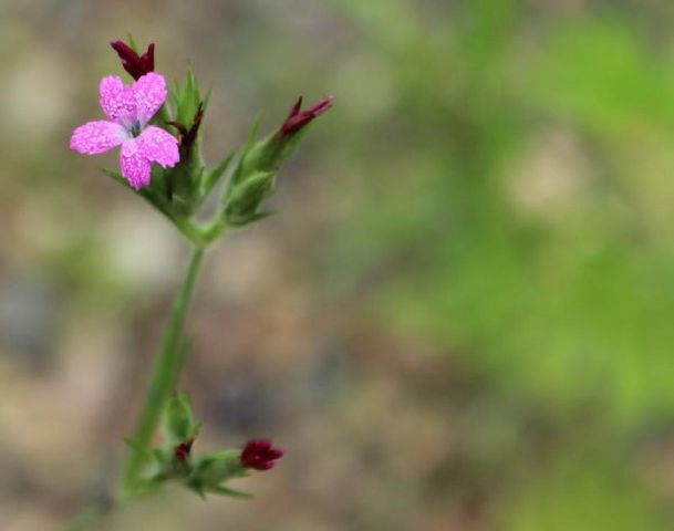 N10660 TOWER ROAD, Phillips, WI 54555