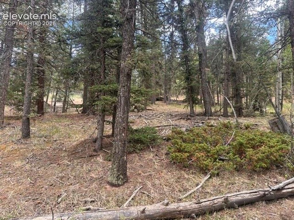 687 Trout Haven Road, Florissant, CO 80816 — photo 3