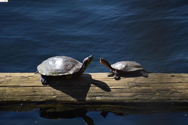 1056 Discovery Bay Blvd, Discovery Bay, CA 94505