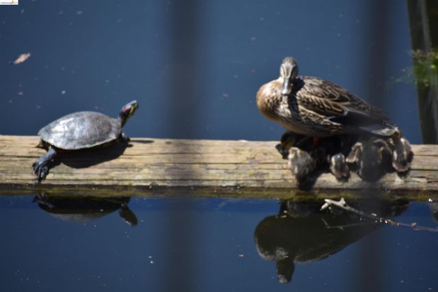 1056 Discovery Bay Blvd, Discovery Bay, CA 94505