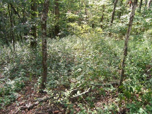 0 Sugar Ridge, Spring Hill, TN 37174