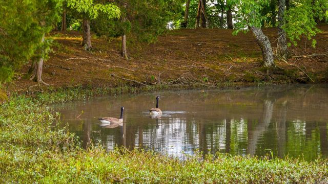 13 Agarita Cove, Conway, AR 72032