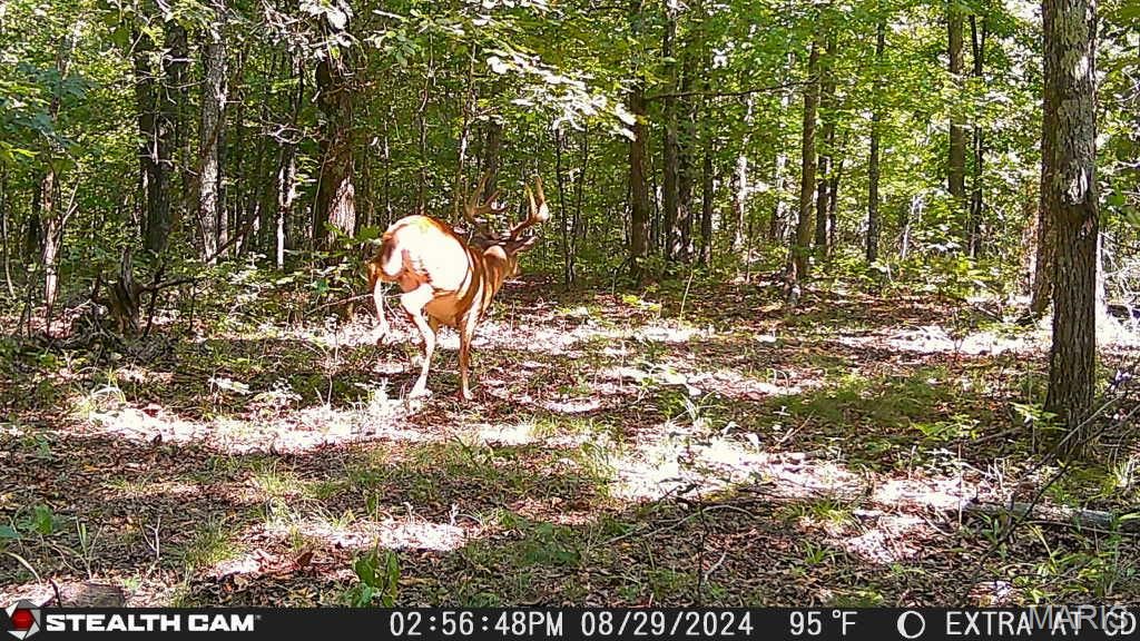 Image 44 of property listing at 650 Ripley JJ-2, Fairdealing, MO 63939