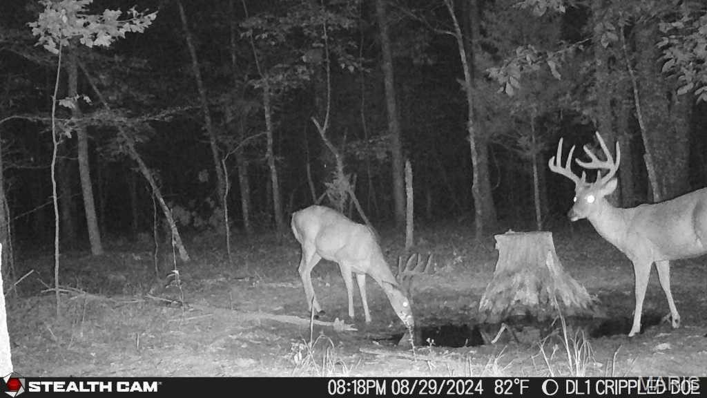 Image 45 of property listing at 650 Ripley JJ-2, Fairdealing, MO 63939