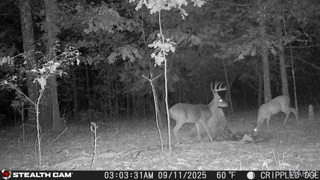 Image 46 of property listing at 650 Ripley JJ-2, Fairdealing, MO 63939