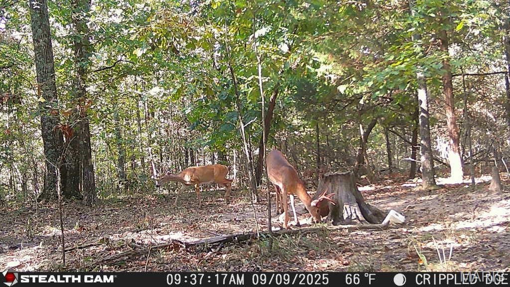 Image 47 of property listing at 650 Ripley JJ-2, Fairdealing, MO 63939